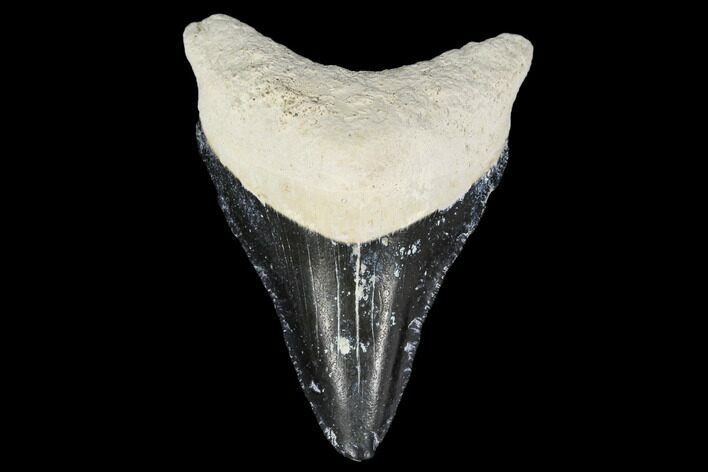 Serrated, Fossil Megalodon Tooth - Florida #114093